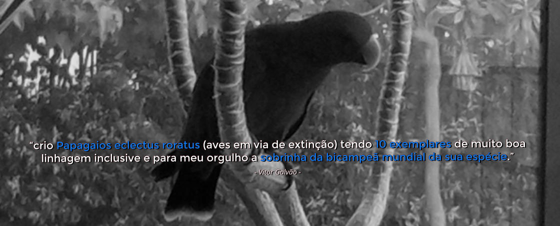 crio Papagaios eclectus roratus (aves em via de extino) tendo 10 exemplares de muito boa linhagem inclusive e para meu orgulho a sobrinha da bicampe mundial da sua espcie. - Vitor Galvo -